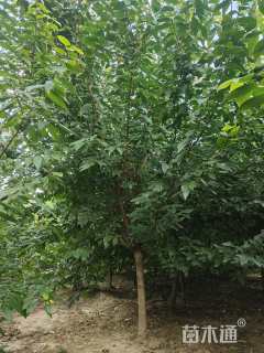 高度360厘米蜡梅