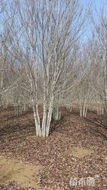 高度600厘米丛生美国红枫