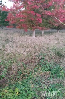 28公分美国红枫