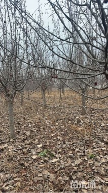 15公分甜茶海棠