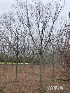 15公分栾树