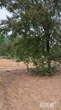 10公分垂丝海棠