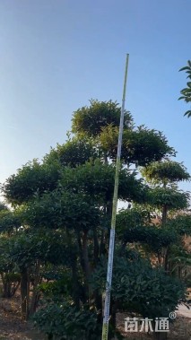 25公分造型大叶女贞