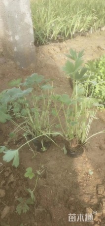 高度30厘米芙蓉葵