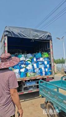 高度40厘米芍药