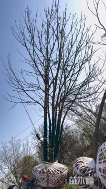 70公分丛生香樟