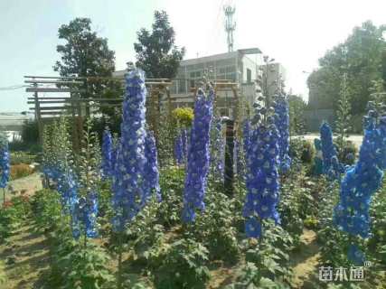 高度15厘米飞燕草