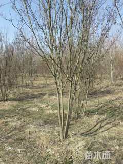 高度300厘米丛生紫薇