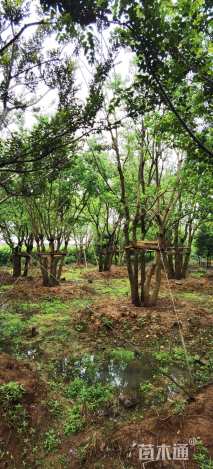 55公分(5杆)丛生乌桕