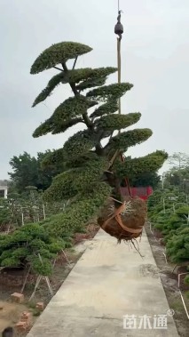 移栽苗造型罗汉松
