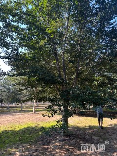 20公分高杆染井吉野樱