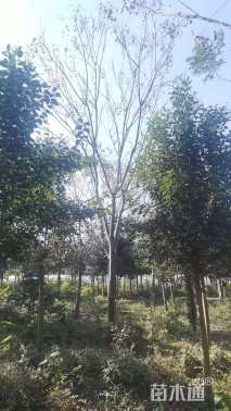 18公分黄山栾树