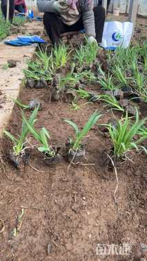 高度25厘米萱草