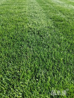 草块状果岭草