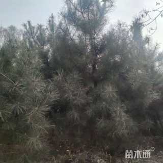 高度4500厘米油松