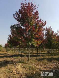 12公分美国红枫