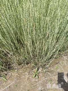 高度80厘米花叶水葱