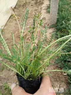 高度10厘米蓍草