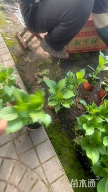 高度20厘米绣球