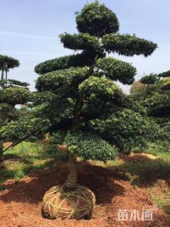 15公分造型罗汉松