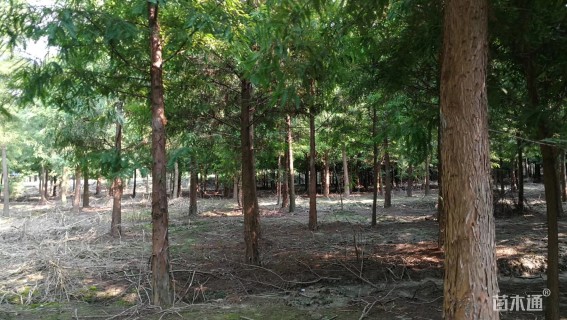 16公分北美落羽杉