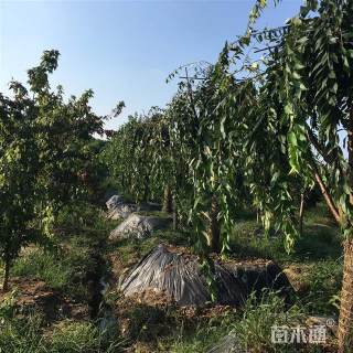 15公分垂枝樱花