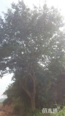 40公分朴树