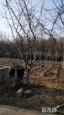 15公分垂丝海棠