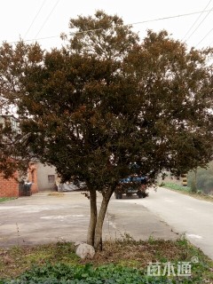 高度450厘米瓜子黄杨