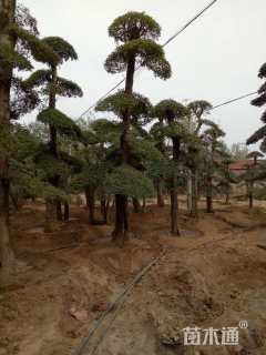 20公分造型对节白蜡