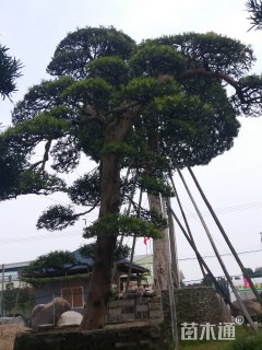 40公分造型日本罗汉松