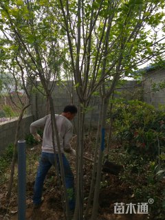 高度600厘米丛生白蜡