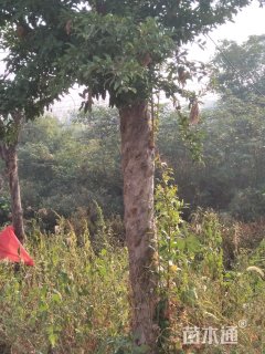 高度260厘米石榴