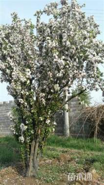 35公分西府海棠