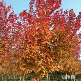 16公分美国红枫-红点