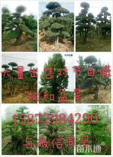 50公分对节白蜡