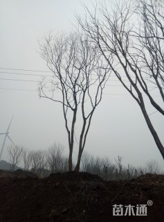 60公分丛生朴树