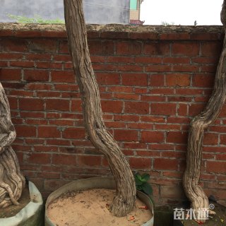 主蔓长200厘米美国凌霄