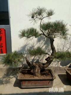 高度100厘米黑松