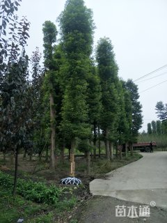 18公分金丝楠木