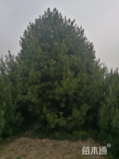 高度600厘米白皮松