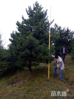 高度600厘米油松