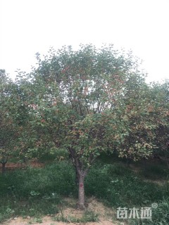 12公分绚丽海棠