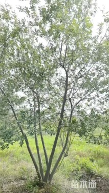 40公分(5杆)丛生朴树