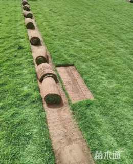 草卷状百慕大草