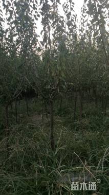 12公分骨里红梅