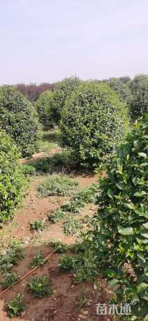 15公分大叶女贞