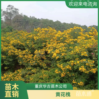 4公分黄花槐