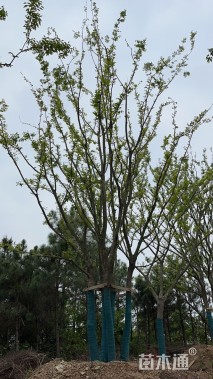 72公分丛生朴树