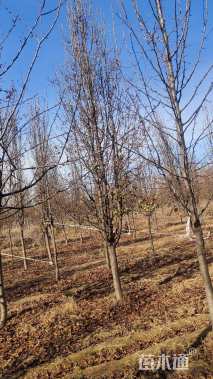 10公分彩叶豆梨